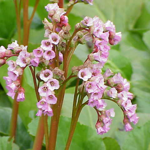 Himalayan Bergenia