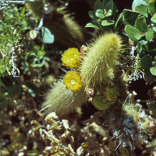Bergerocactus Emoryi