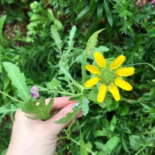 Berlandiera Subacaulis