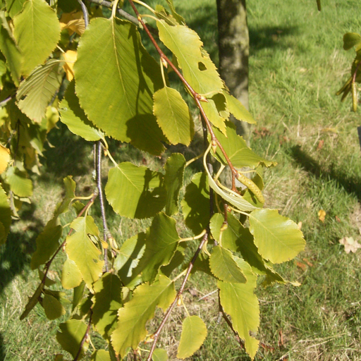 Betula Lenta