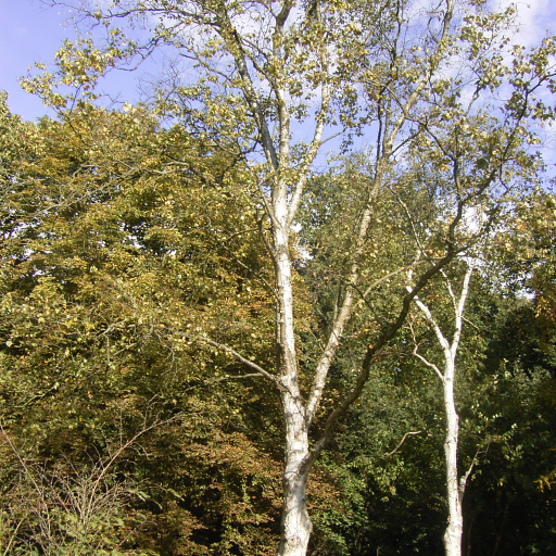 Betula Platyphylla