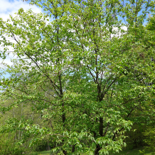 Betula Schmidtii
