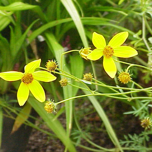 Bidens Ferulifolia
