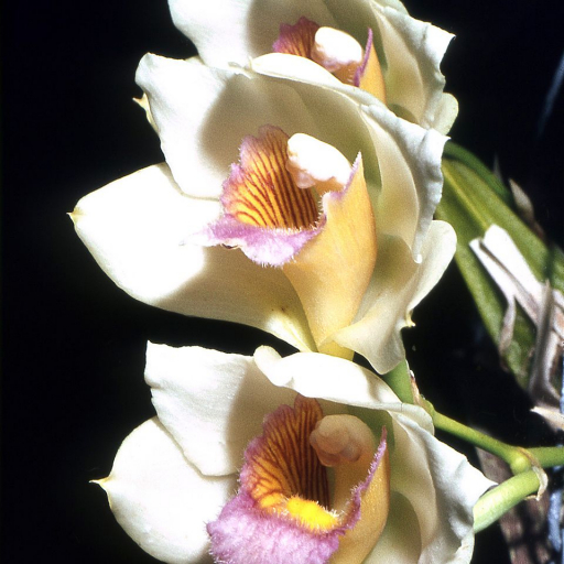 Bifrenaria Tyrianthina
