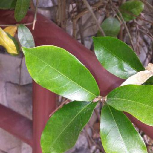 Bignonia Callistegioides