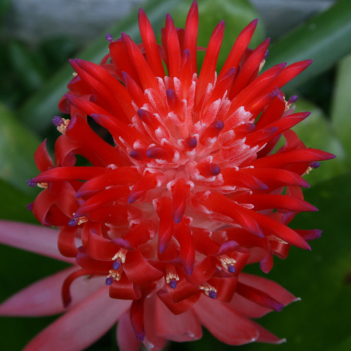 Billbergia Pyramidalis