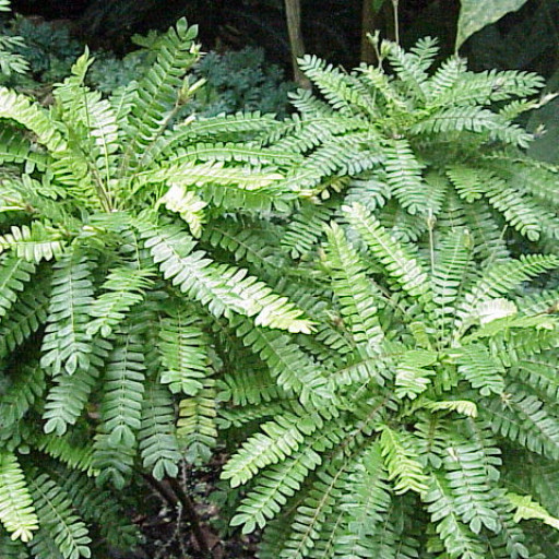 Biophytum Sensitivum