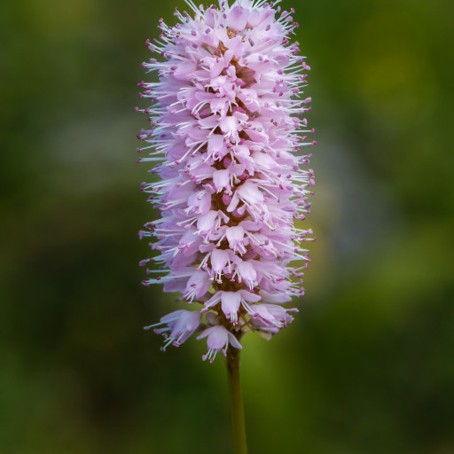 Bistorta Officinalis