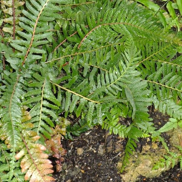 Blechnum Dives