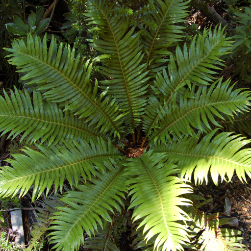 Blechnum Magellanicum