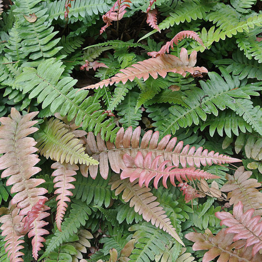 Blechnum Occidentale