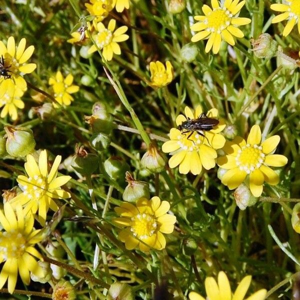 Blennosperma Bakeri
