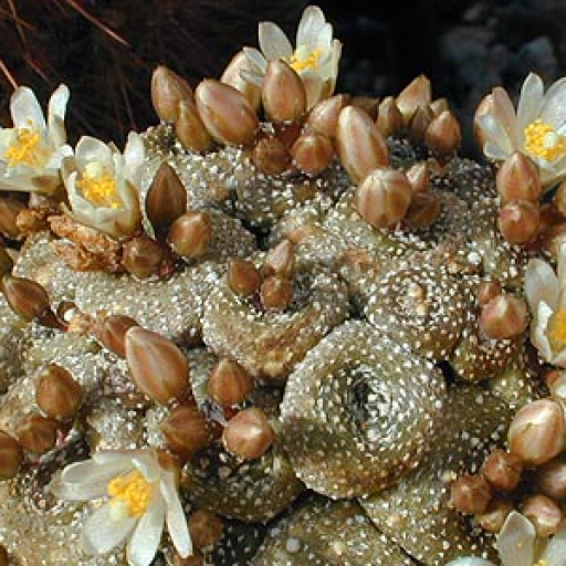 Blossfeldia Liliputana