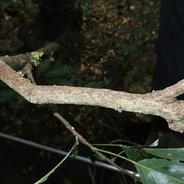 Bocquillonia Arborea