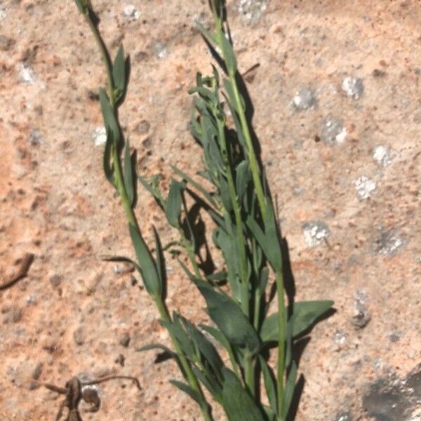 Drummond's Rockcress (Boechera Drummondii) Plant Care & How to Grow, Water