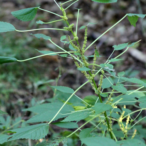 Boehmeria Cylindrica