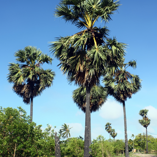 Borassus Flabellifer