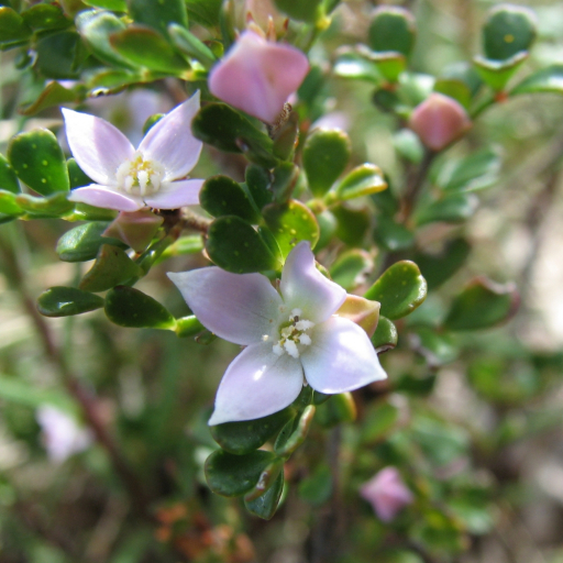 Alpine Boronia