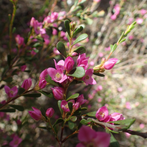 Boronia Crenulata