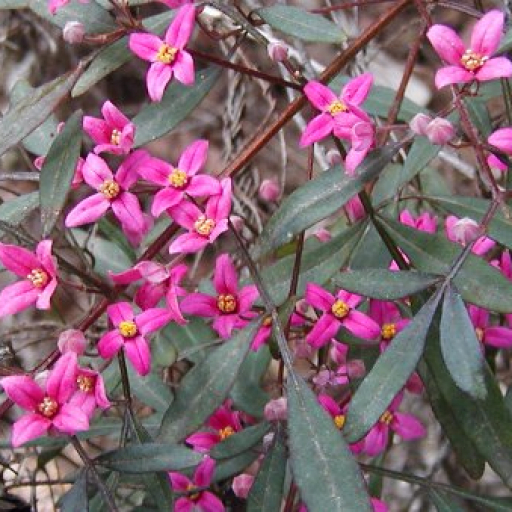 Fraser's Boronia (Boronia Fraseri) Plant Care & How to Grow, Water