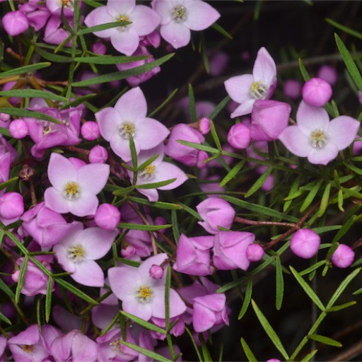 Boronia Pinnata