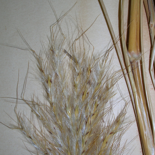 Bothriochloa Barbinodis