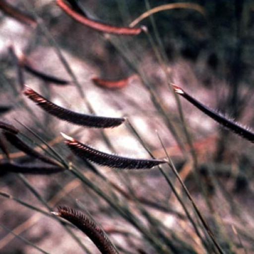 Bouteloua Gracilis