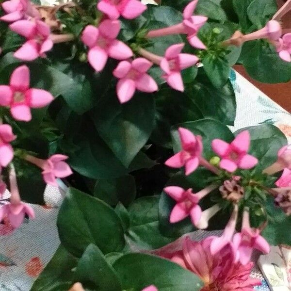 Bouvardia × Hybrida