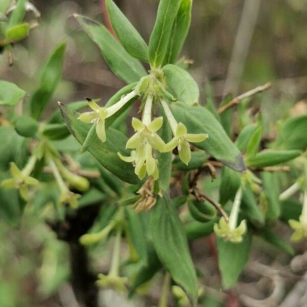 Bouvardia Multiflora