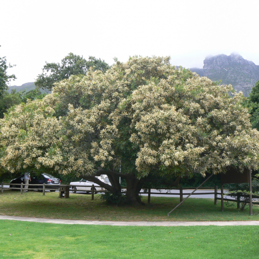 Brabejum Stellatifolium