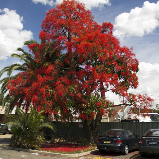 Brachychiton Acerifolius