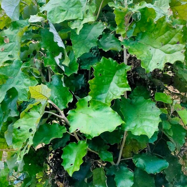 Brachyglottis Repanda