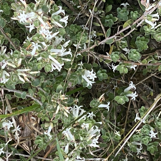 Brachyloma Daphnoides