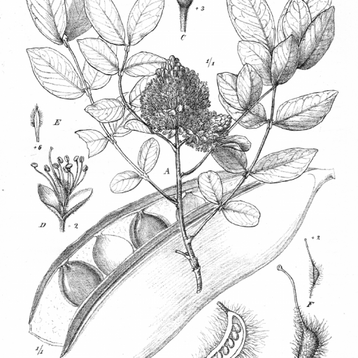 Brachystegia Spiciformis