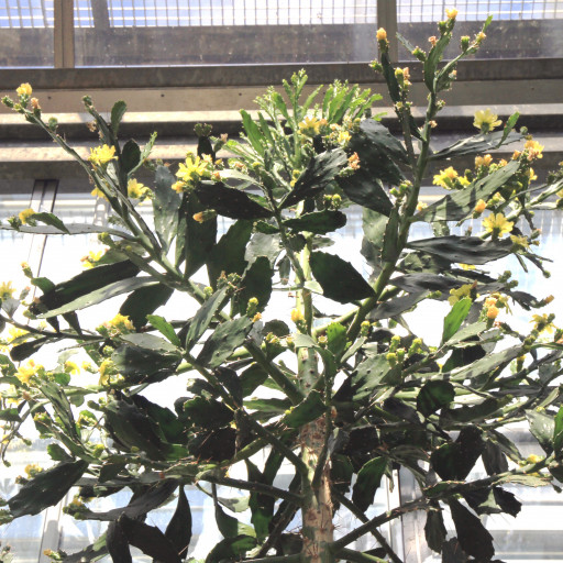 Brasiliopuntia Brasiliensis