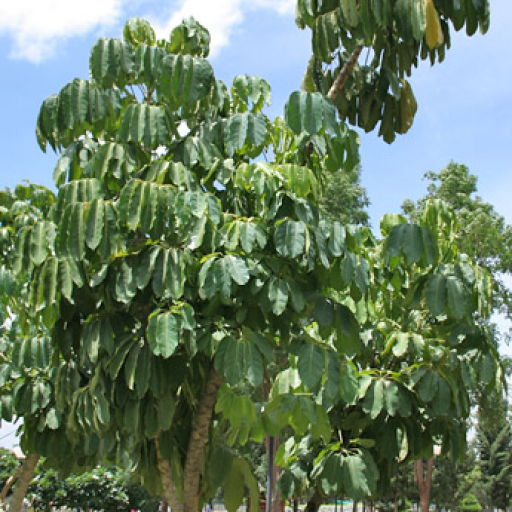 Brassaia Actinophylla