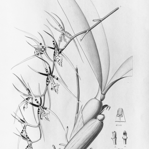 Brassia Arachnoidea