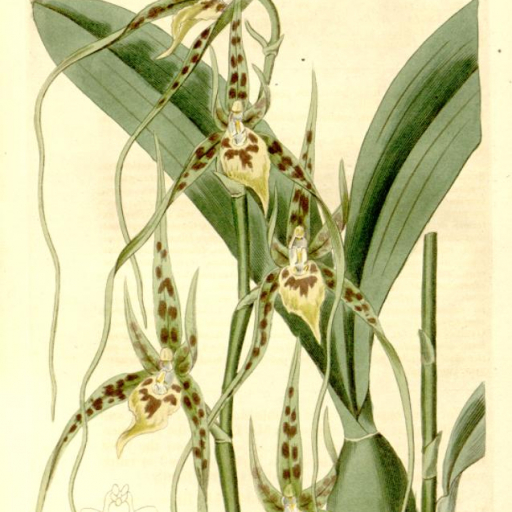 Brassia Caudata