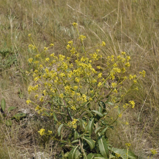 Brassica Elongata