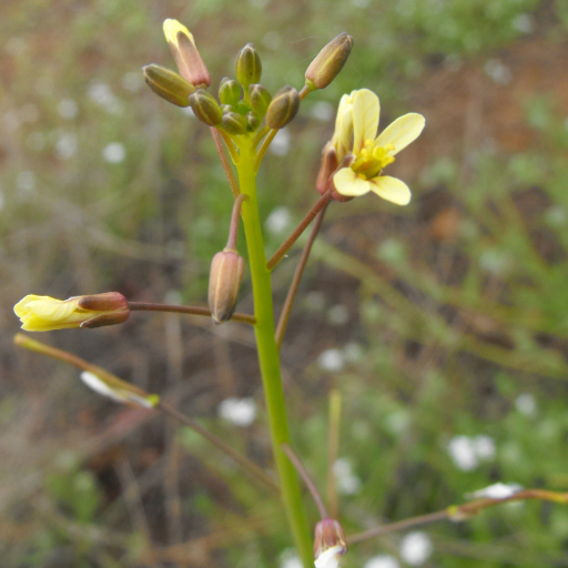 Brassica Tournefortii