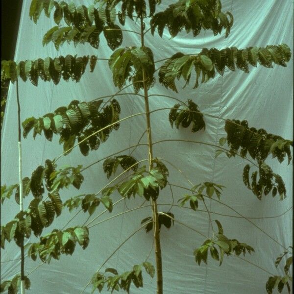 Brenia Tree Breonia Chinensis Care Guide: Water, Soil & Propagation - Plantiary