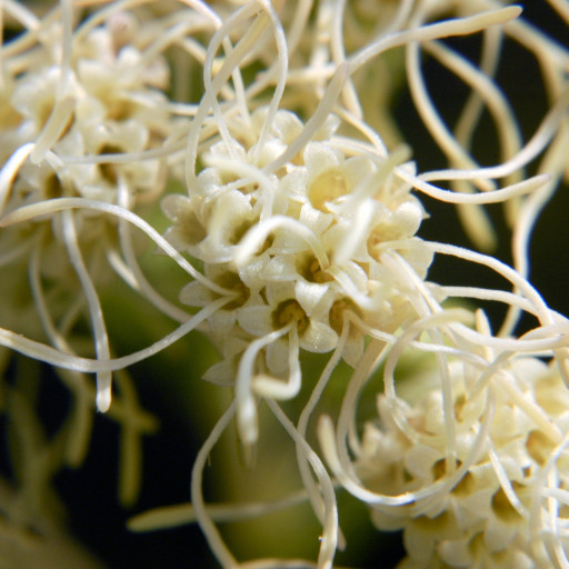 Brickellia Eupatorioides