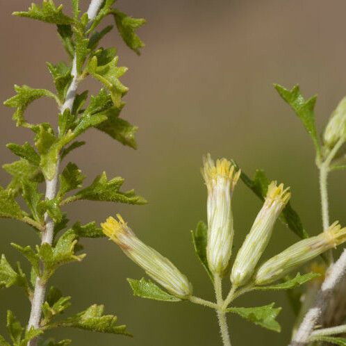 Brickellia Laciniata