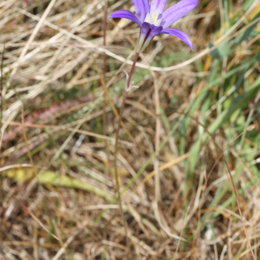 Brodiaea Coronaria