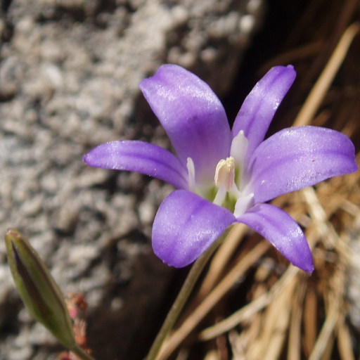 Brodiaea Elegans