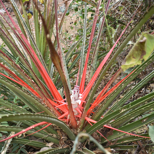 Bromelia Pinguin