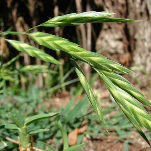 Rescuegrass
