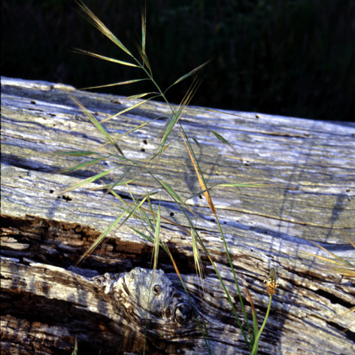 Bromus Diandrus