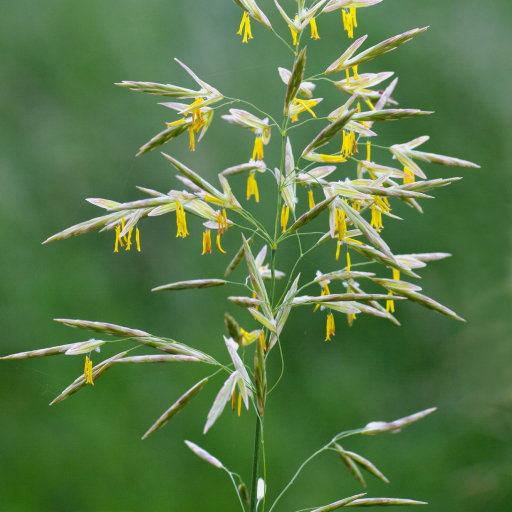 Bromus Inermis
