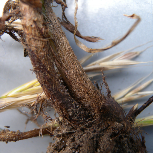 Meadow Brome (Bromus Riparius) Care Guide: Water, Soil & Propagation ...